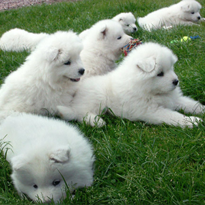 Cachorros de Samoyedo