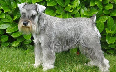 Fotos de la raza Schnauzer Miniatura