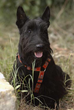 Fotos del Scottish Terrier