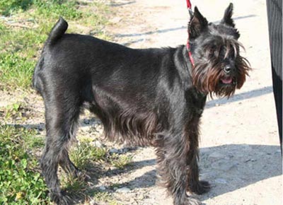 Perros Schnauzer Miniatura