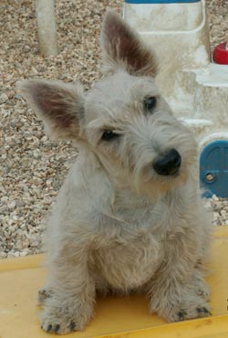 Perros Scottish Terrier