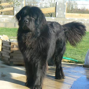 Raza de perros Terranova