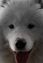Samoyedo