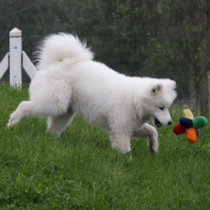 Raza Samoyedo