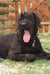 Schnauzer gigante 