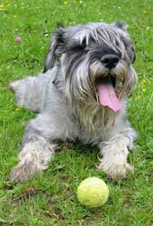 Schnauzer mediano 