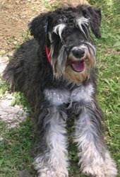 Schnauzer miniatura