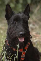 Scottish Terrier 