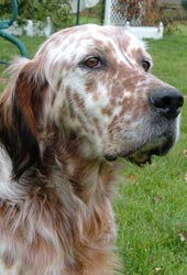 Setter Ingl�s 