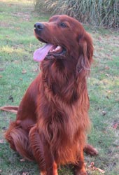 Setter Irland�s 