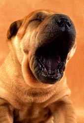Shar Pei 