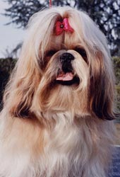 Shih Tzu