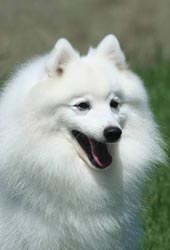 Spitz