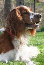 Springer Spaniel Gal�s 