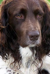 Springer Spaniel Ingl�s 