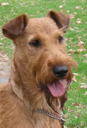 Terrier Irland�s