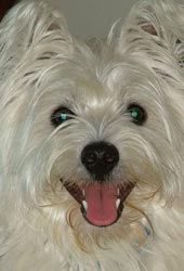 West Highland White Terrier