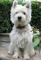 Westies
