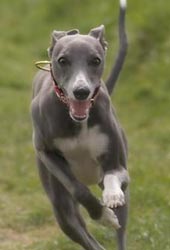 Whippet