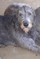 Wolfhound
