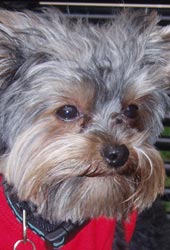 Yorkshire Terrier 